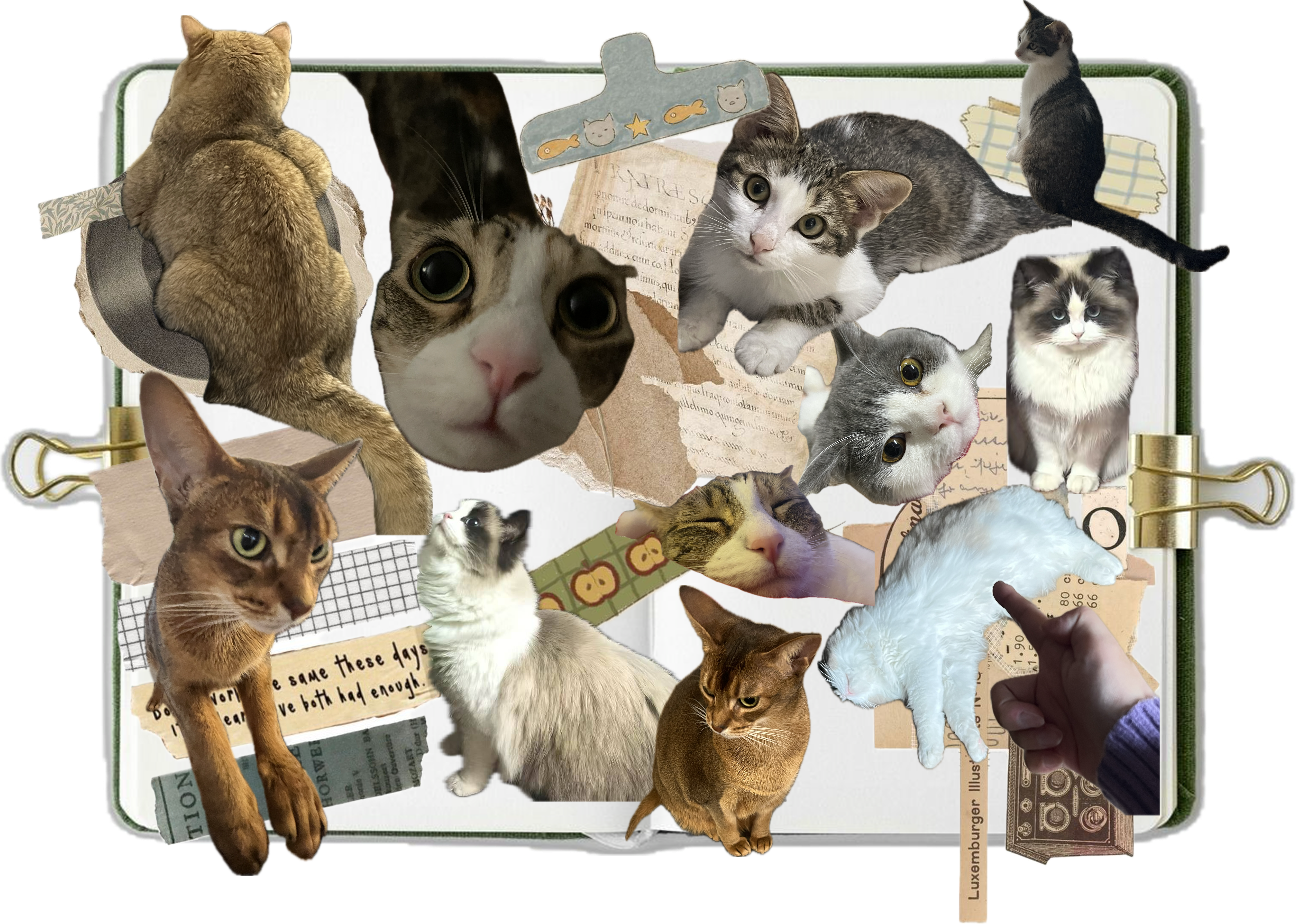 Cat photo collection scrapbook overview